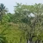 Sameera arachchige Profile Picture