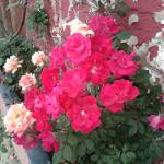 Shimran kaur Profile Picture