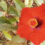 Jain Ankit Profile Picture