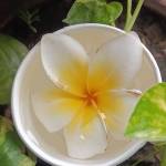 NaaiLaa Tithi profile picture